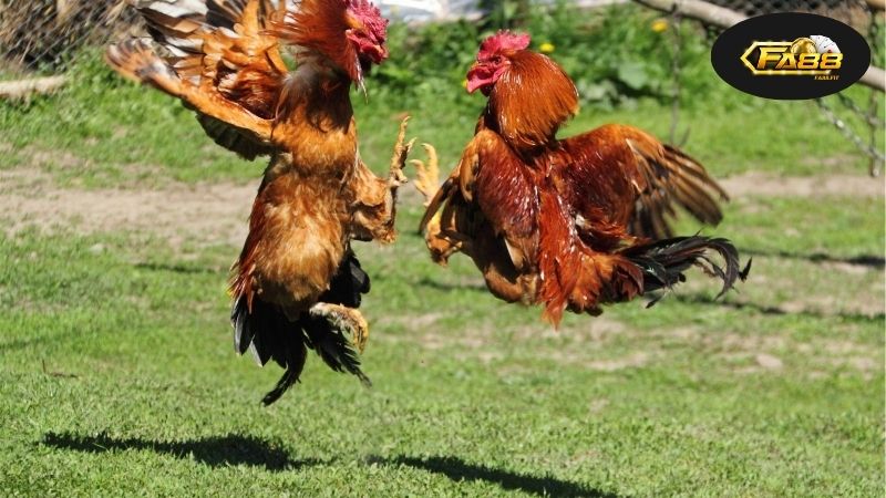 Đá Gà Cựa Dao, lịch sử và khái niệm