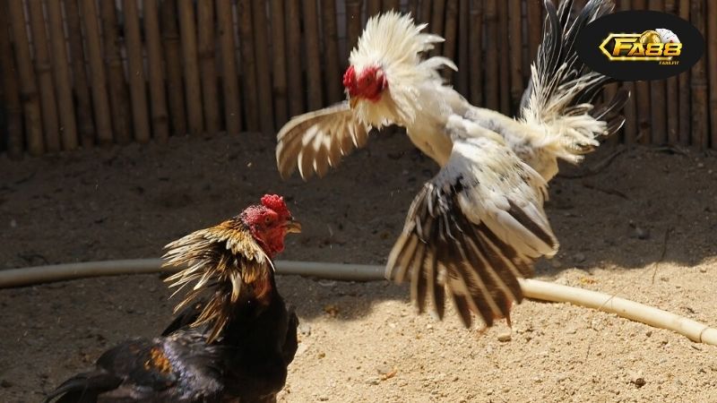 Đá Gà Qua Mạng, Khái Niệm Cơ Bản