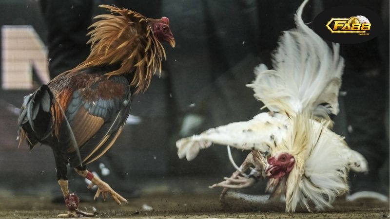 Tại sao cá cược đá gà FA88 lại hấp dẫn?