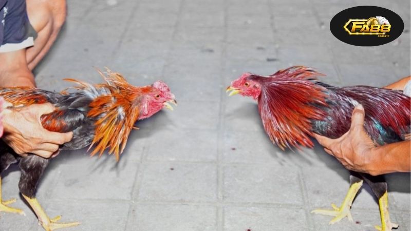 Lịch sử và sự phát triển thú vị của đá gà qua các thời kỳ